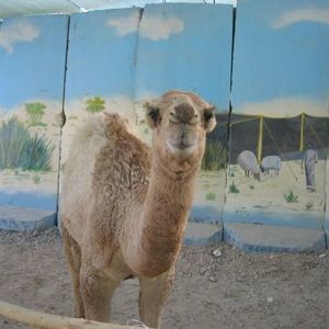 Meet your Posher, Frijol